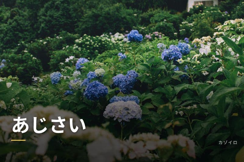 あじさい（紫陽花）とは？種類・色が変わる理由・見頃と花言葉をわかりやすく解説のサムネイル画像