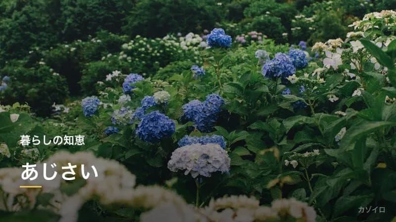 あじさい（紫陽花）とは？種類・色が変わる理由・見頃と花言葉をわかりやすく解説
