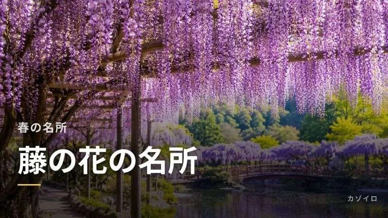 藤の花の名所おすすめ15選｜全国の見頃時期と藤棚の絶景スポットを紹介