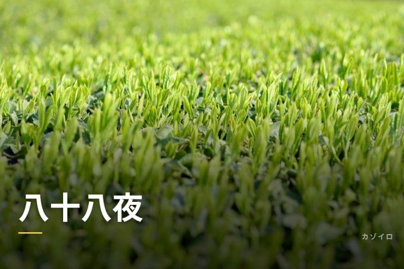 八十八夜とは？2026年はいつ？一番茶の意味・新茶の楽しみ方まで解説のサムネイル画像