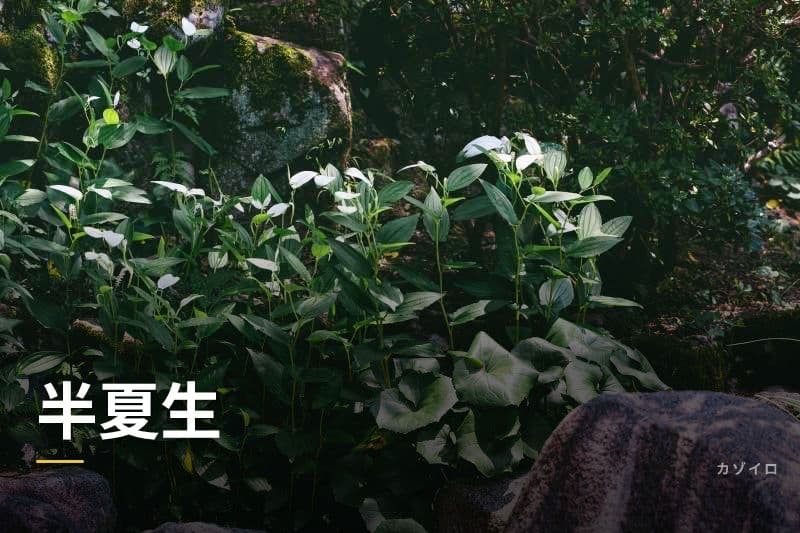 半夏生（はんげしょう）とは？意味・時期・タコを食べる由来を解説