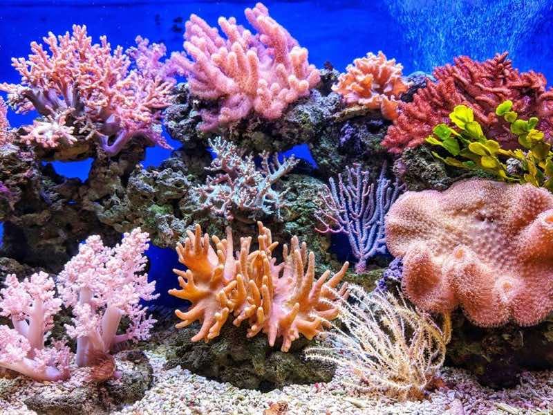 色とりどりの珊瑚が広がる海底