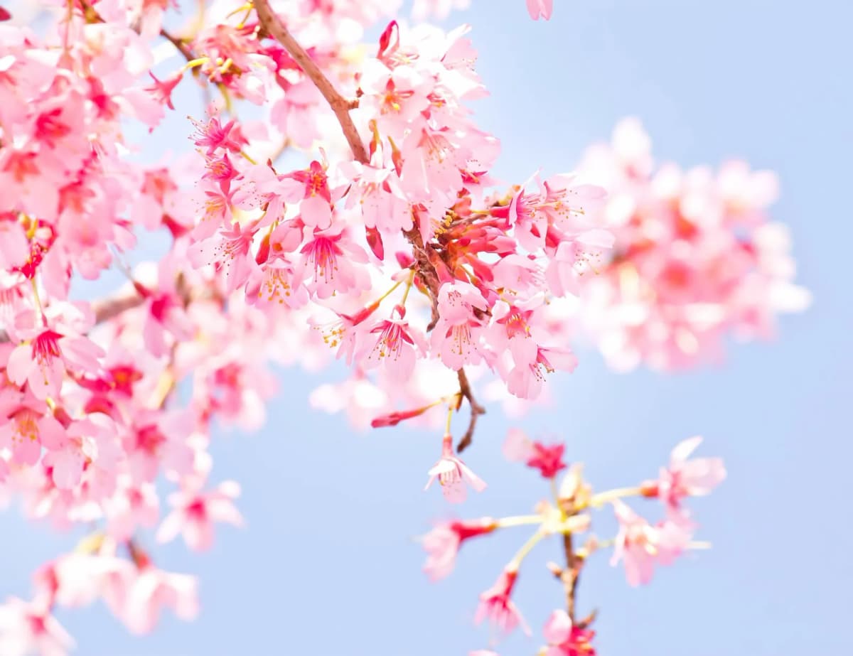 春に咲く桜の花