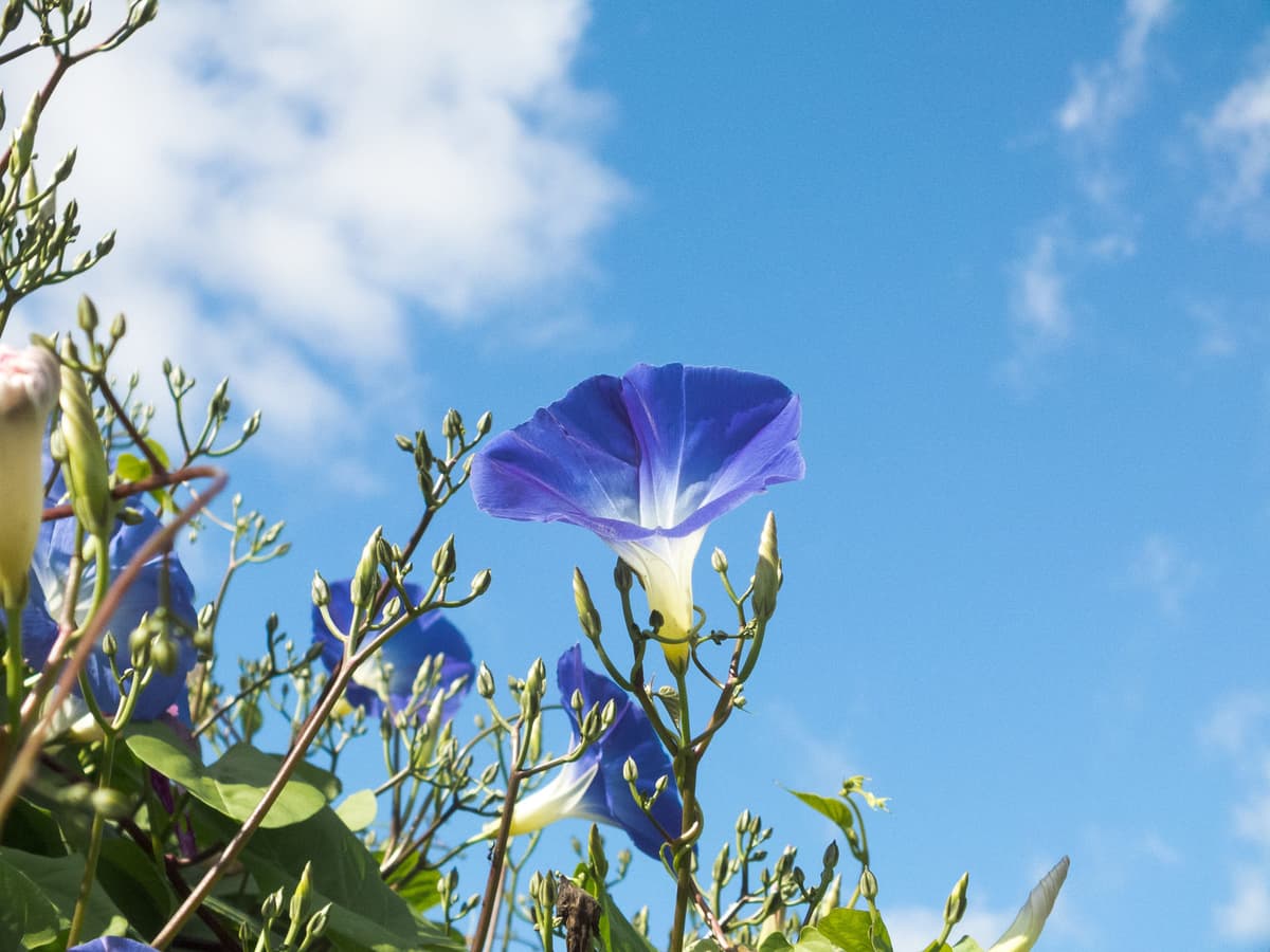 ほおずきと朝顔