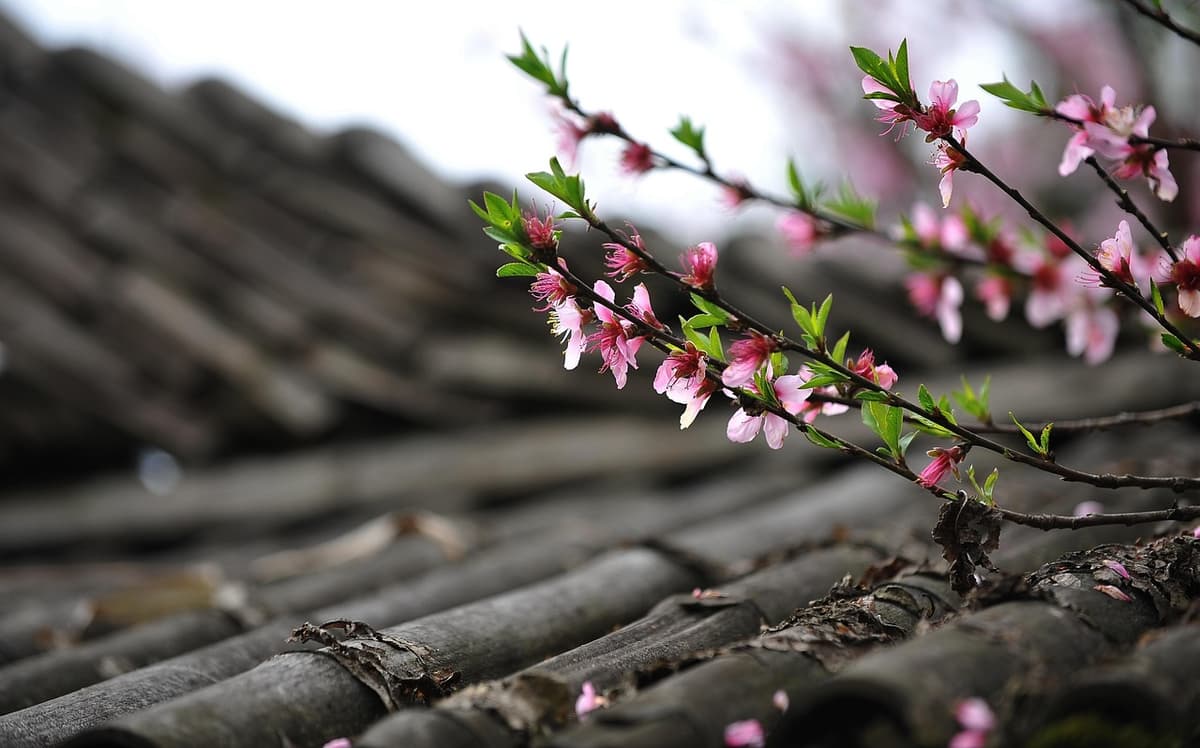 桃の花