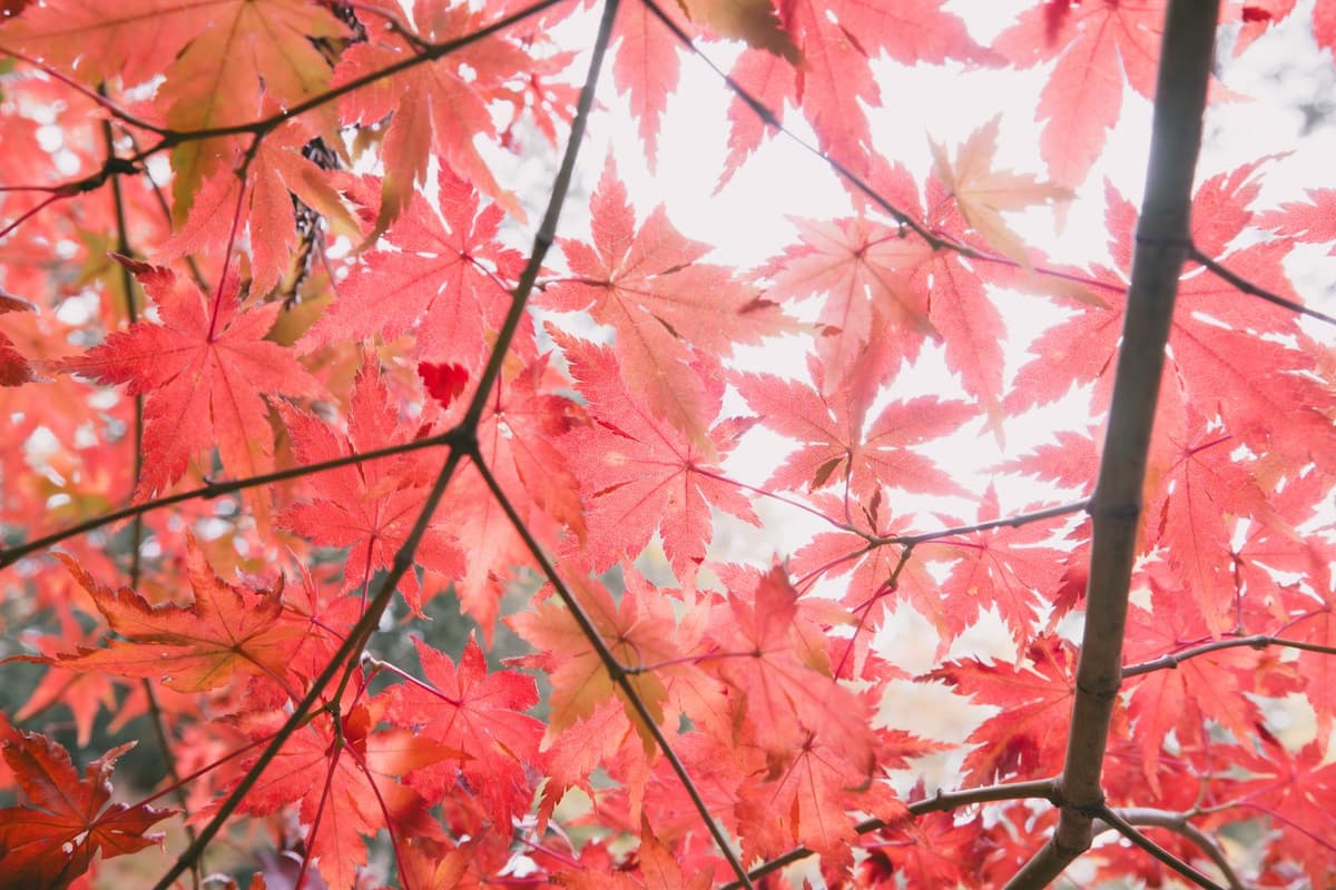 赤く色づいた紅葉