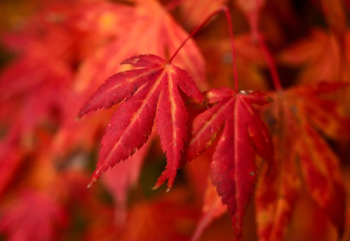 赤く色づいた紅葉のクローズアップ