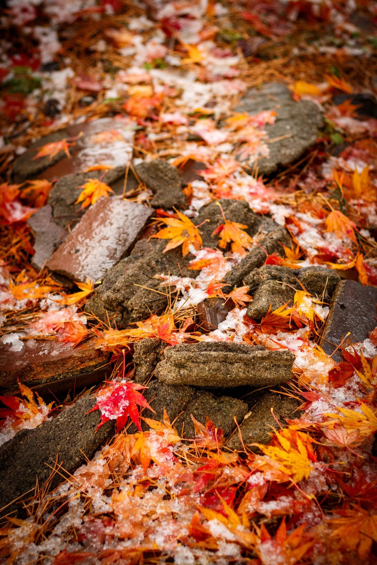 雪と紅葉