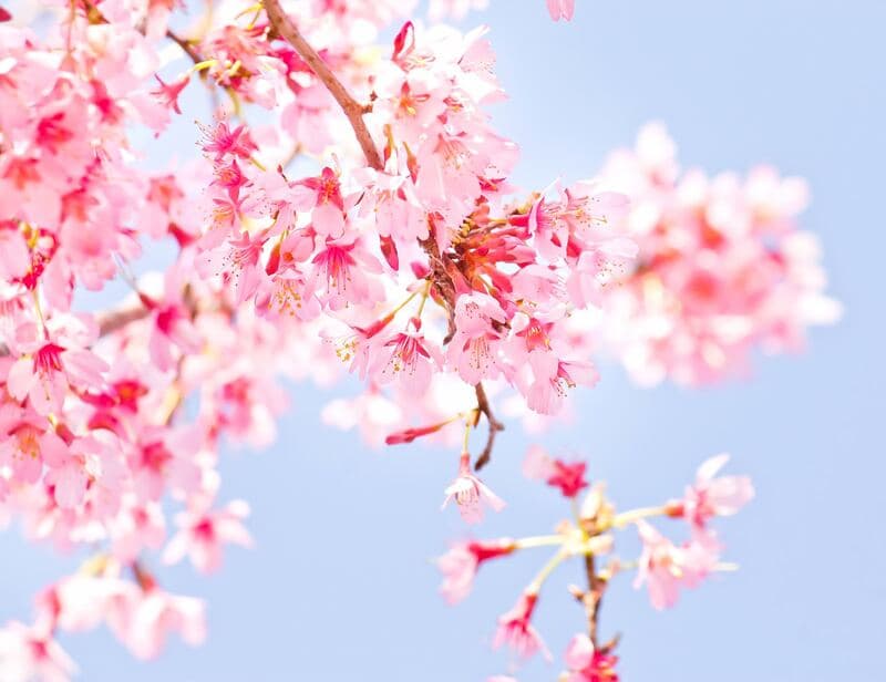 満開の桜の花