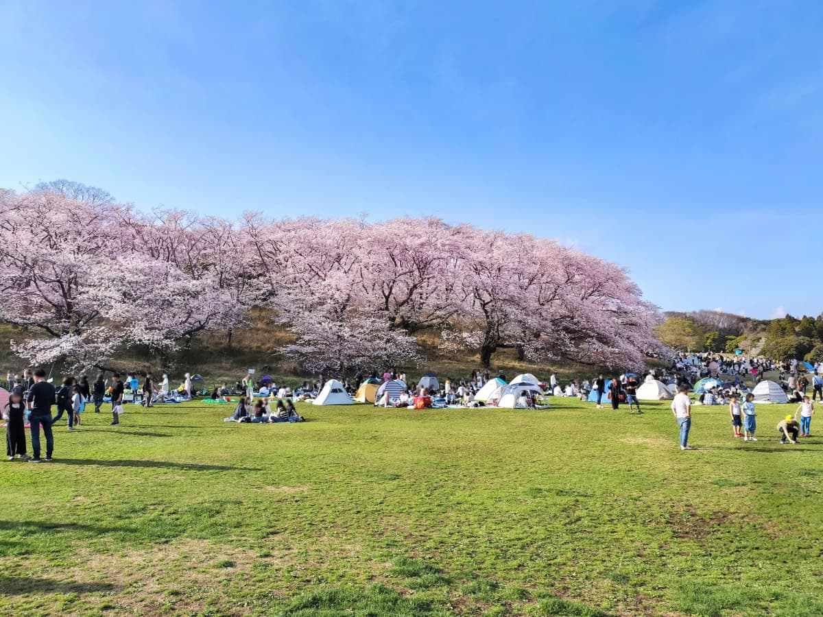 満開の桜並木