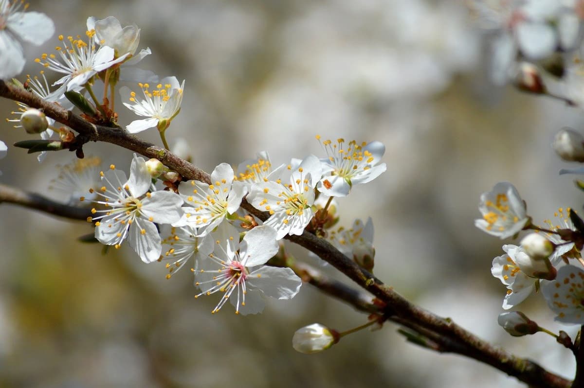 お花見の桜が咲く枝