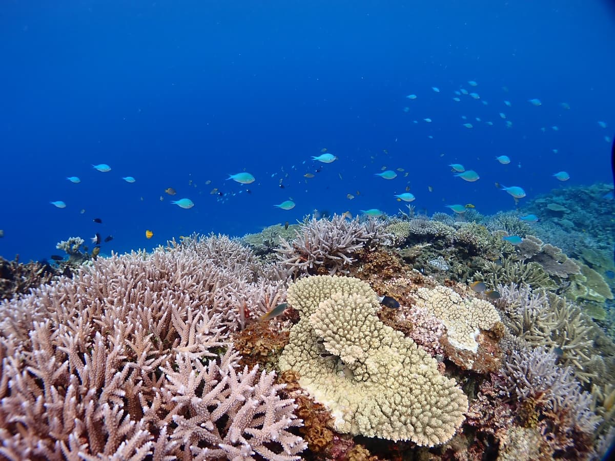 海中のサンゴ礁と熱帯魚