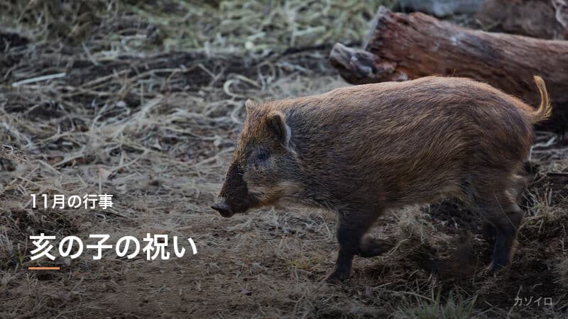 亥の子の祝いとは？意味・由来・亥の子餅の風習をわかりやすく解説のサムネイル画像