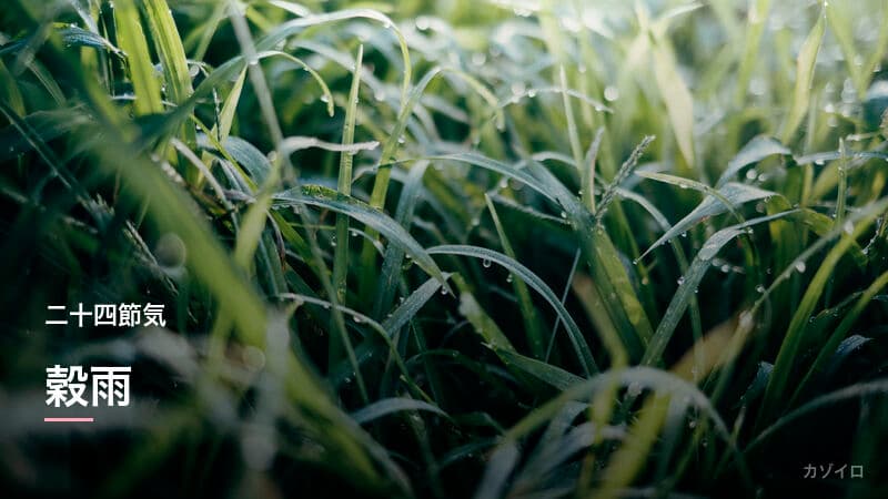 穀雨とは？2026年はいつ？意味・食べ物・風習をわかりやすく解説のサムネイル画像