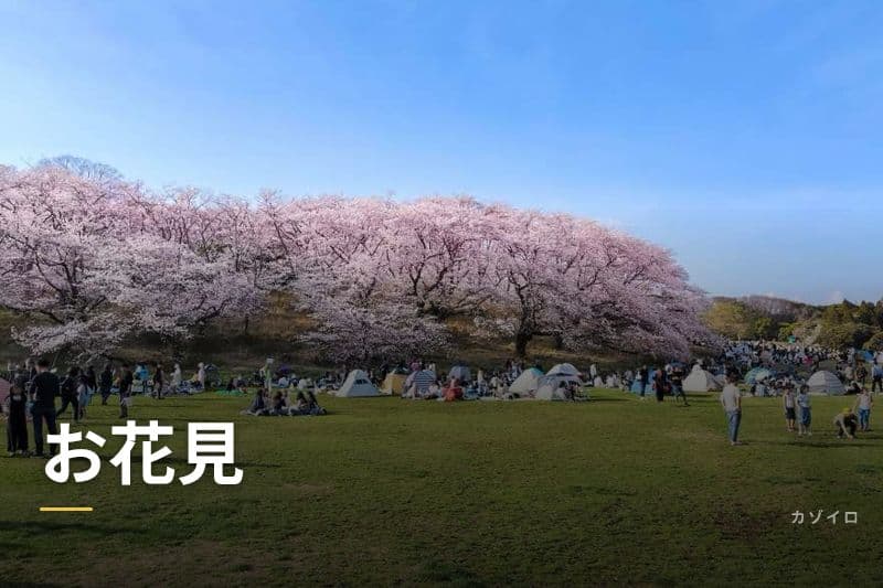 春のお花見ガイド｜由来・時期・持ち物・場所取りマナーを解説のサムネイル画像