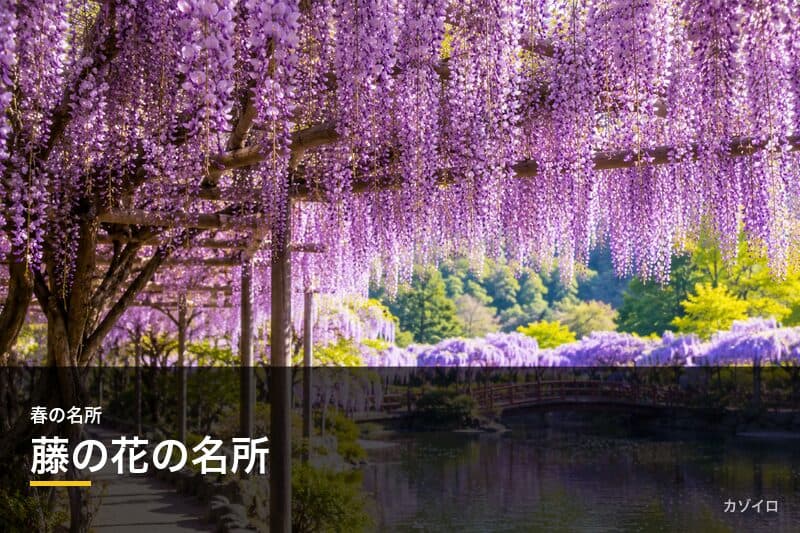 藤の花の名所おすすめ15選|全国の見頃時期と藤棚の絶景スポットを紹介のサムネイル画像