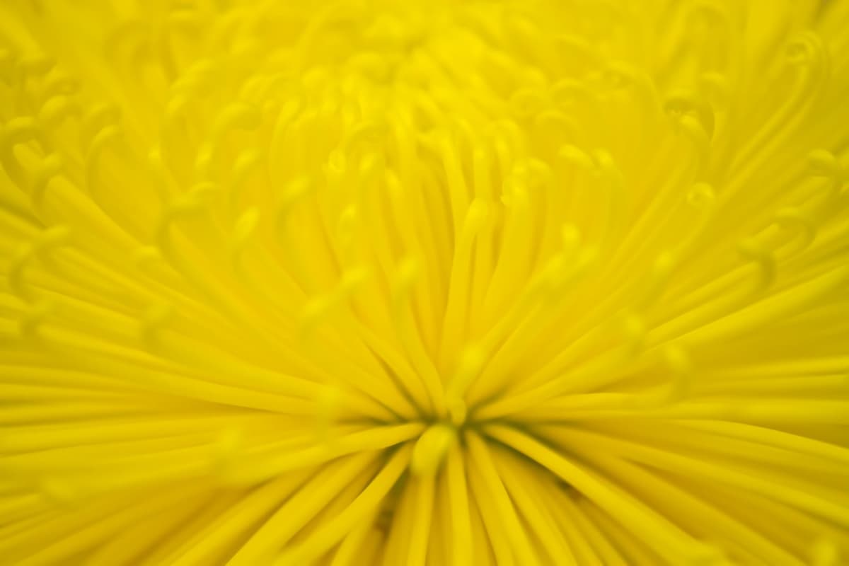 菊の花