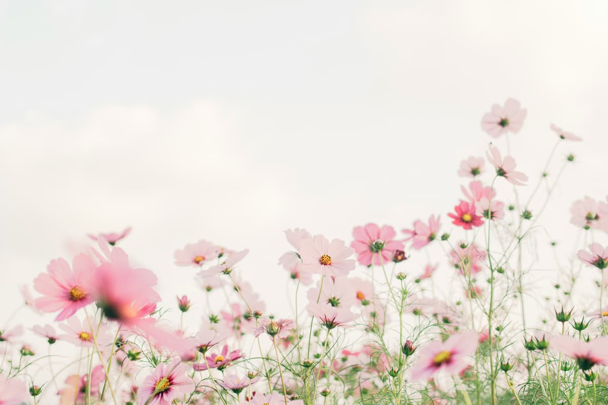 花のイメージ