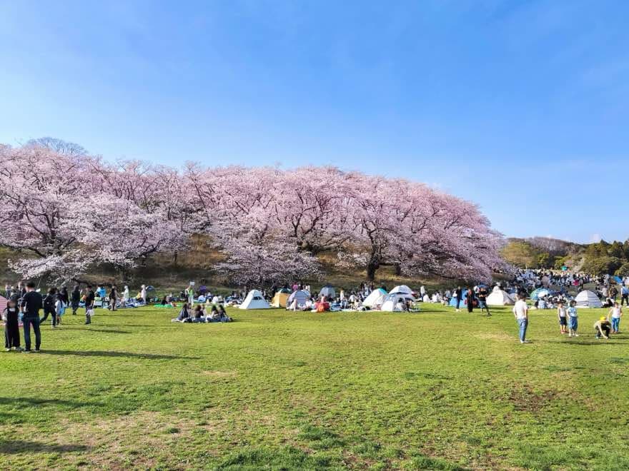 桜の下でお花見を楽しむ風景