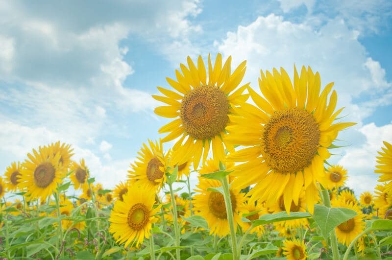 夏空の下に咲くひまわり畑