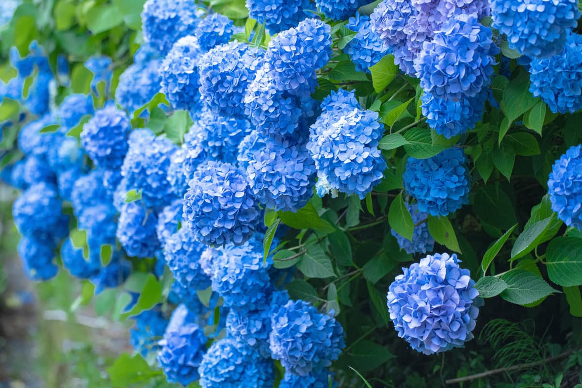 入梅の紫陽花