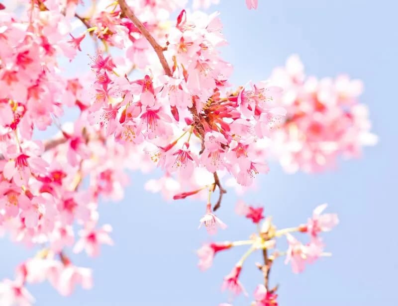 満開の桜