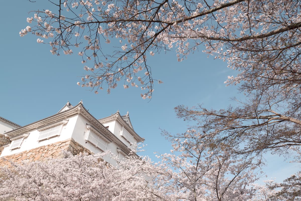 春の花が咲く穏やかな風景