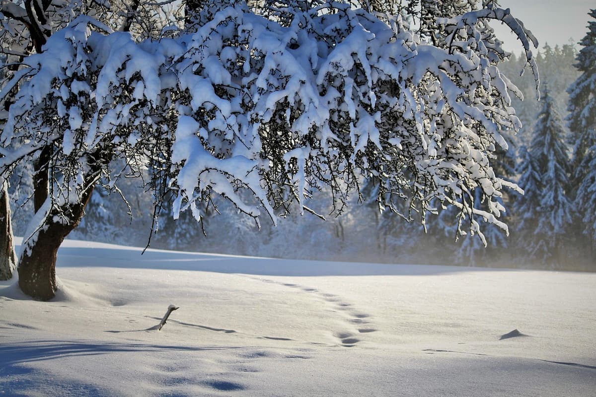 深い雪に覆われた森林