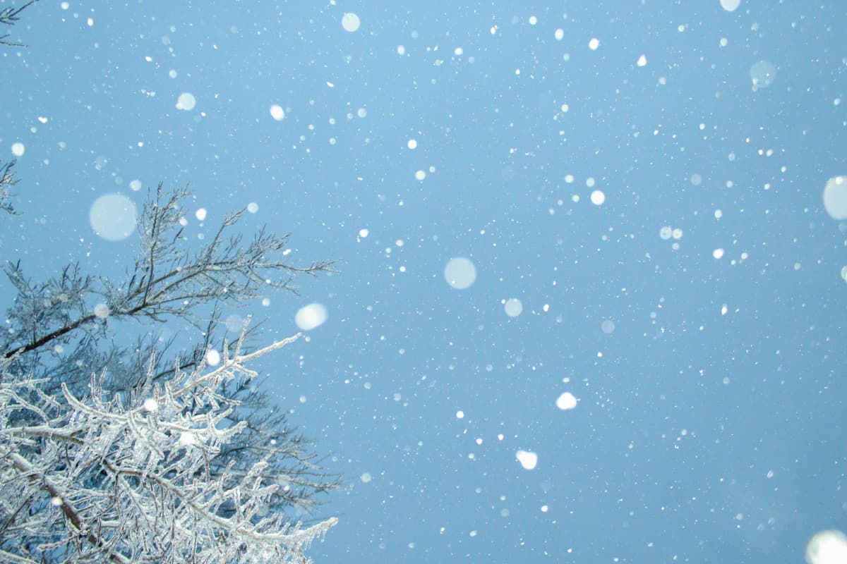雪が舞う冬の空と木々