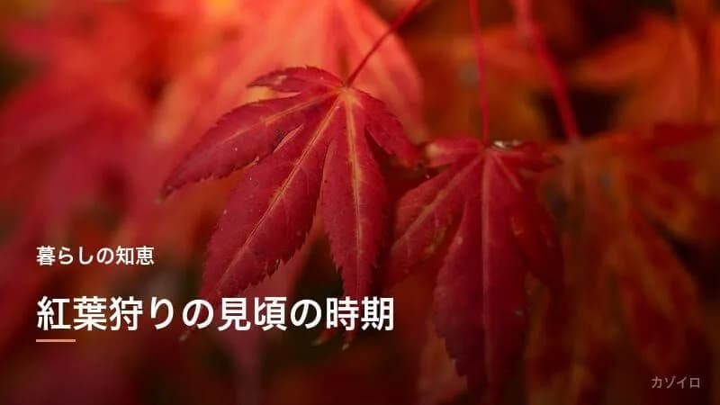 11月の行事一覧|霜月の伝統行事・七五三・紅葉狩りまとめ