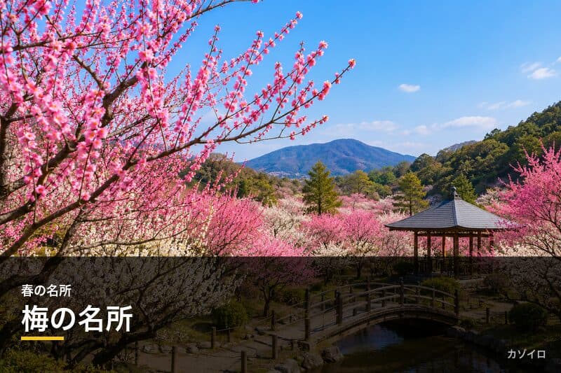 梅の名所おすすめ15選|全国の見頃時期と梅まつり・絶景スポットを紹介のサムネイル画像