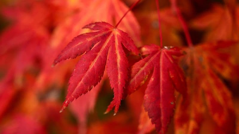 10月の行事