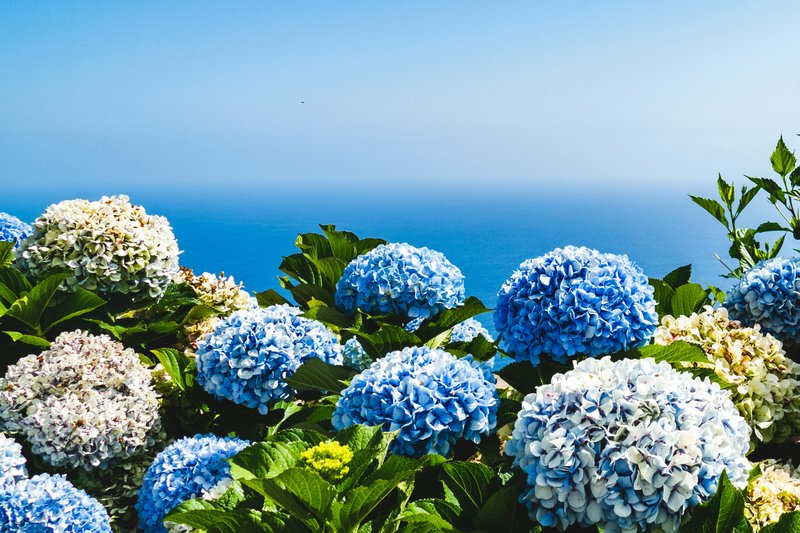 海と紫陽花